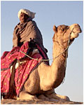 Man on Camel
